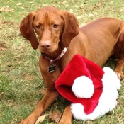 1888-merry_christmas_riley
