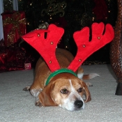 freckleschristmas